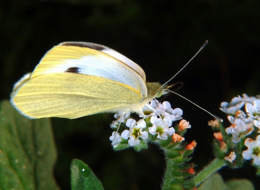 Farfalle in volo e vecchi Coprinus